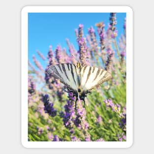 Butterfly and Lavender Sticker